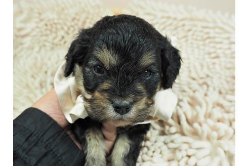 成約済の埼玉県のその他の犬種-112405の1枚目